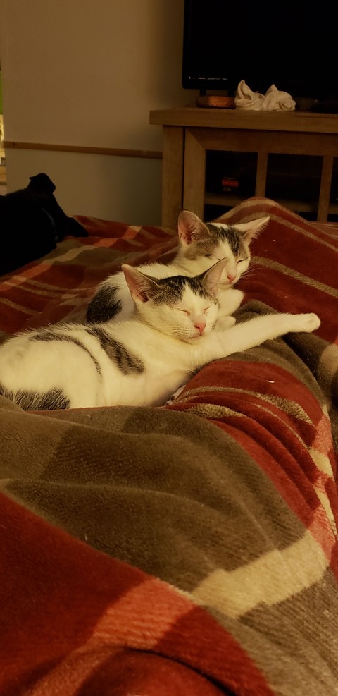 Sleepy cats