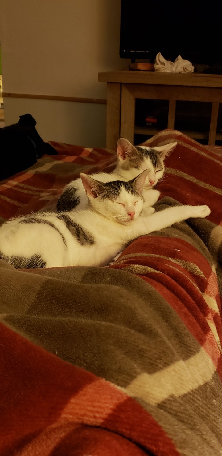 Sleepy cats
