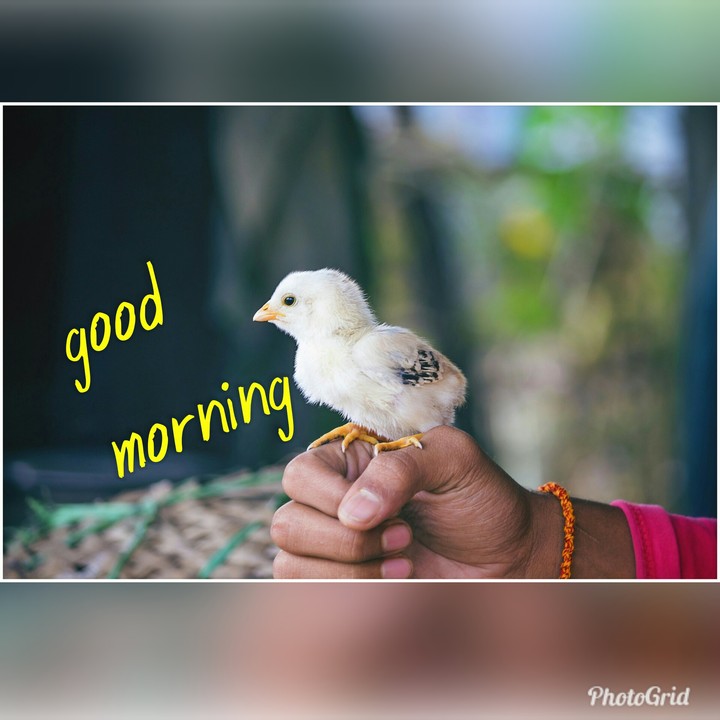 good mornimg