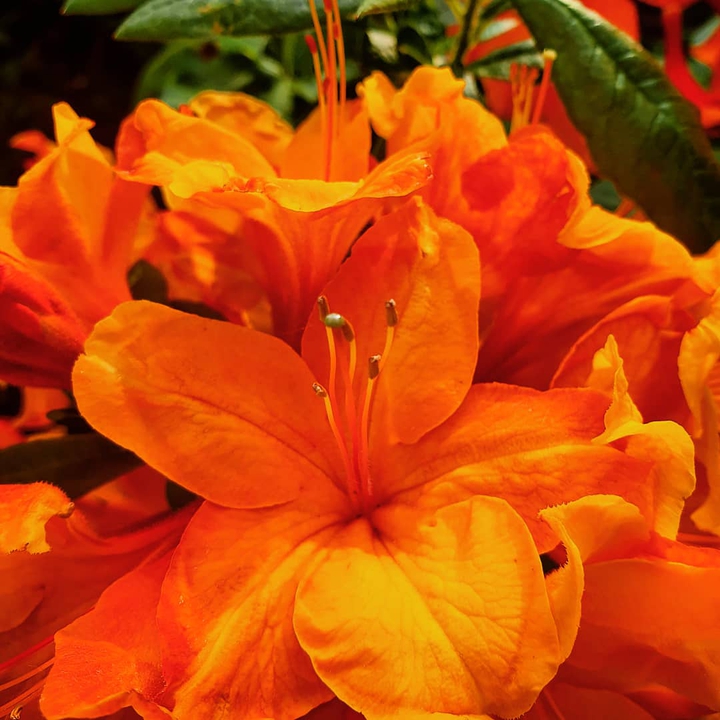 Fire flower