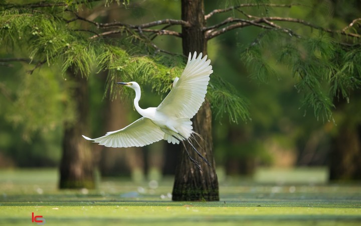 bird