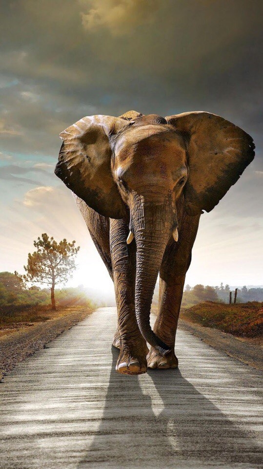 Elephant