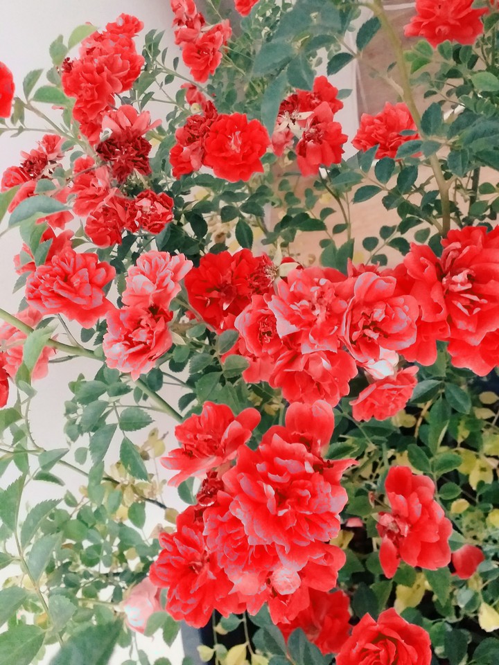 beauty