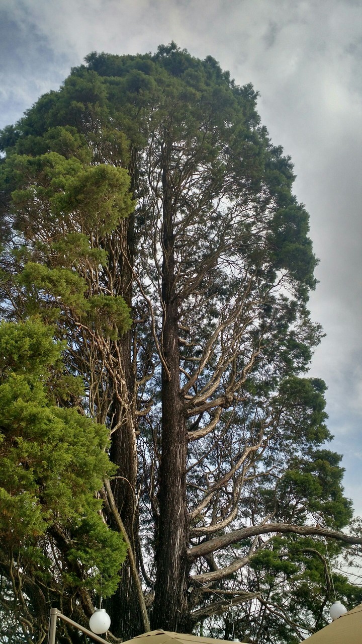 tree