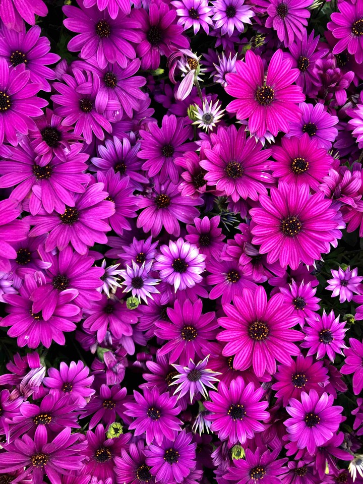 welcome spring