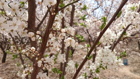 Apricot Blossom ?