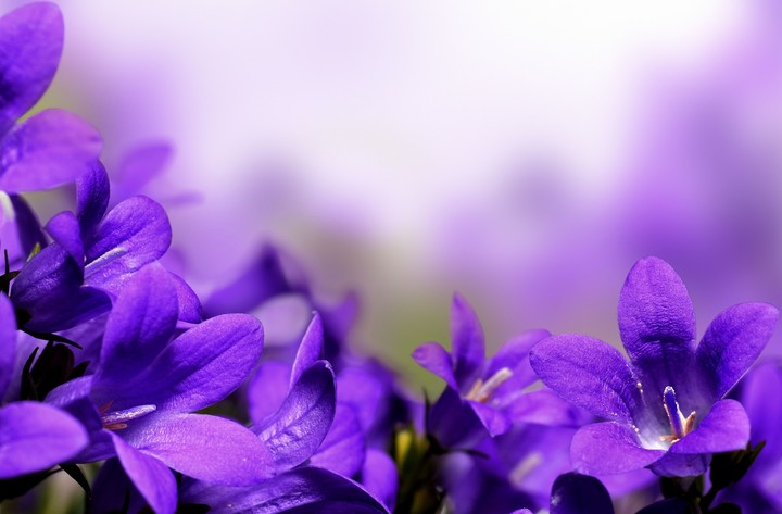 violets