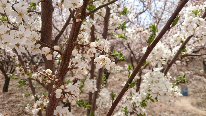 Apricot Blossom ?