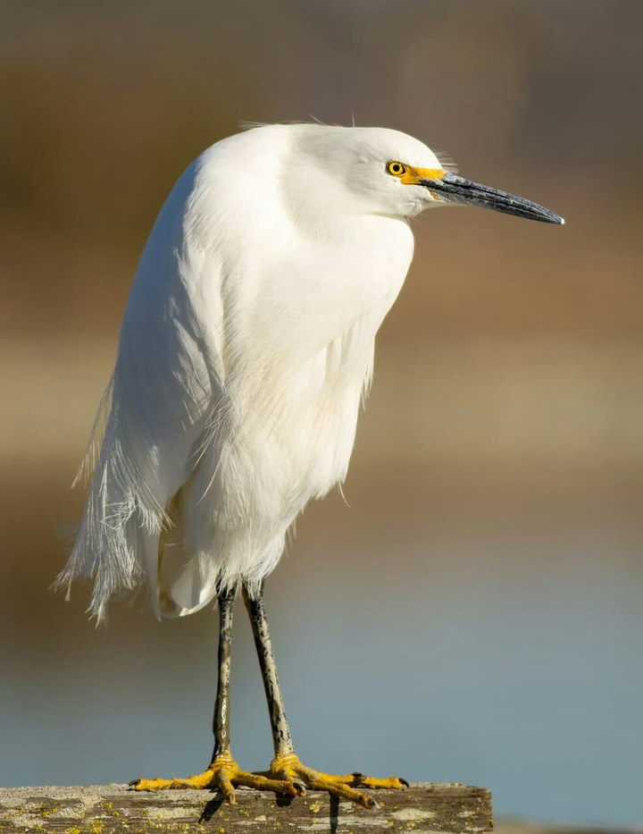 White Bird