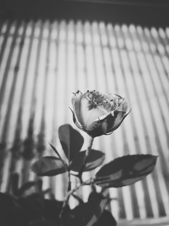 rose