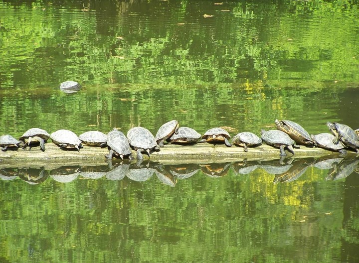 zoo de Lille