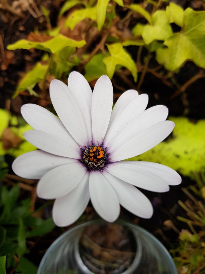 weiße bordesholmer margerite