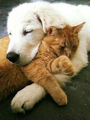 Sweet dreams ✨✨✨