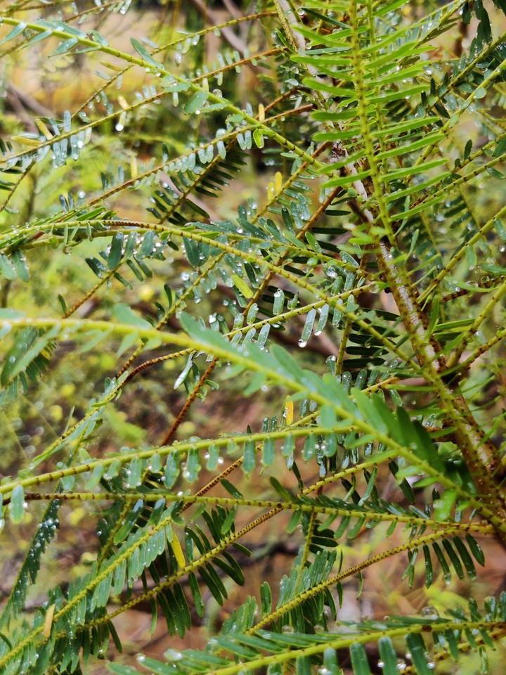 dew