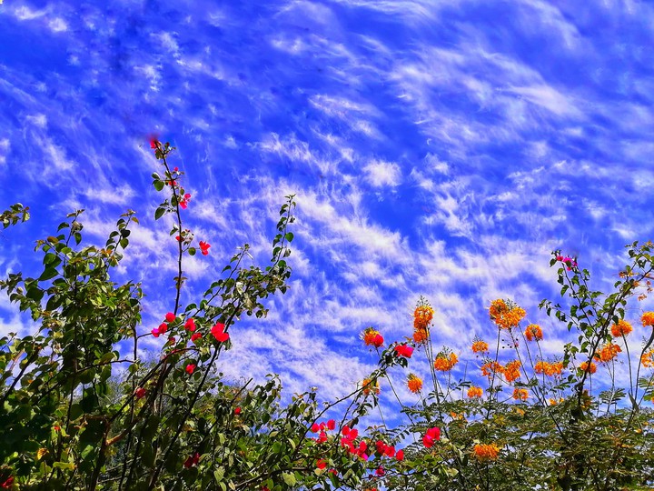 cielo floral