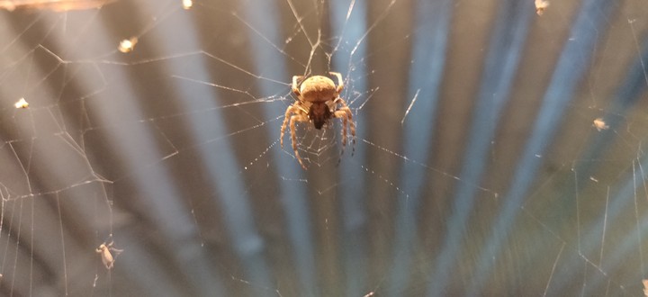 spider