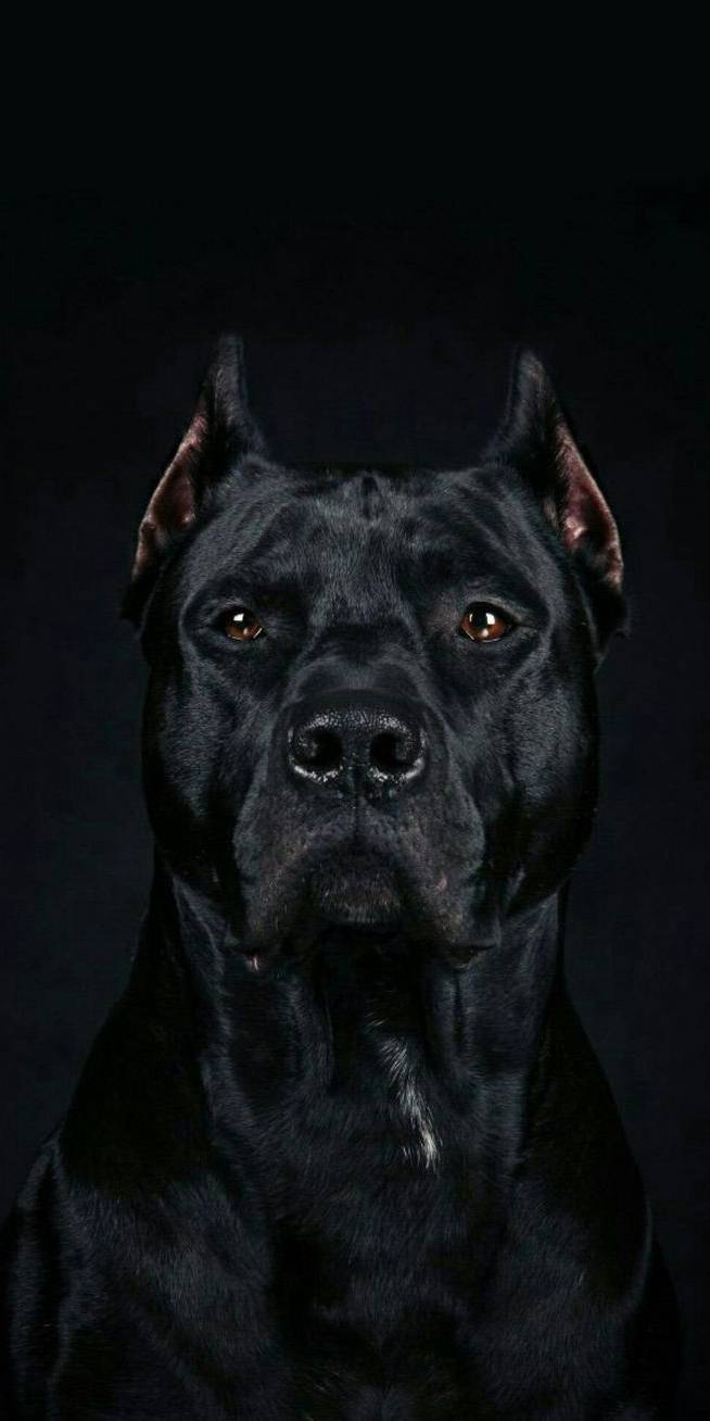 boss