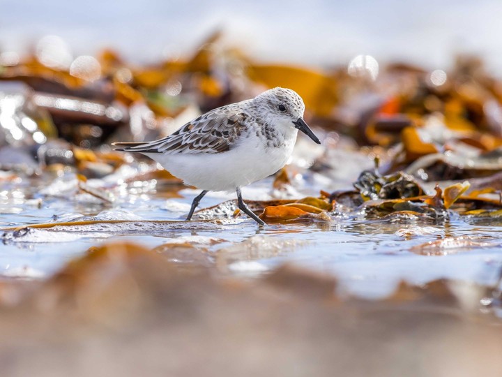 bird