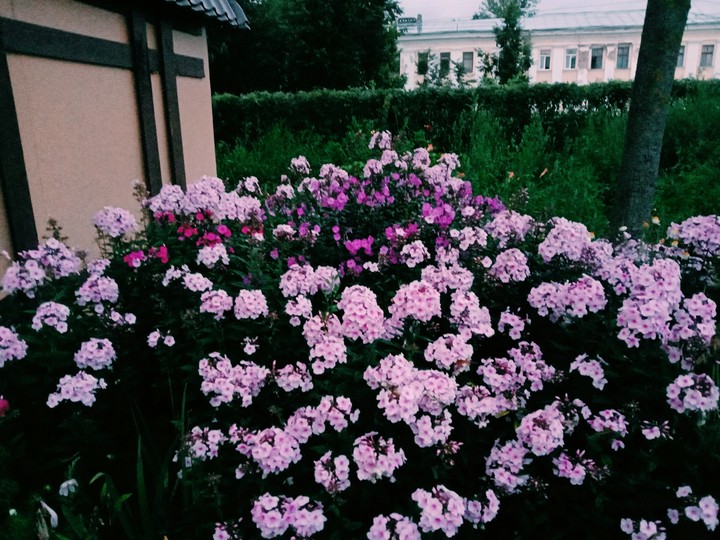 "Вечерние цветы"