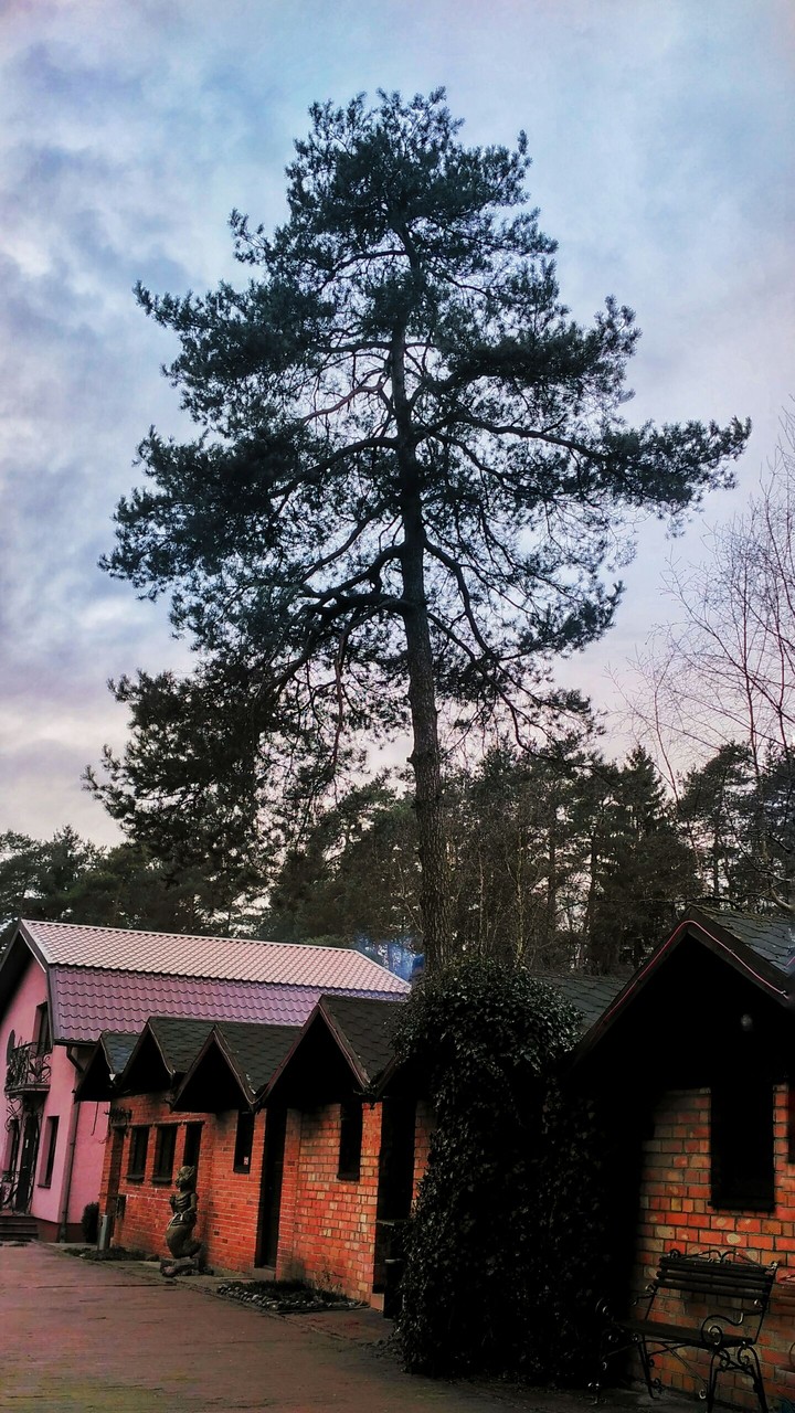 the tree
