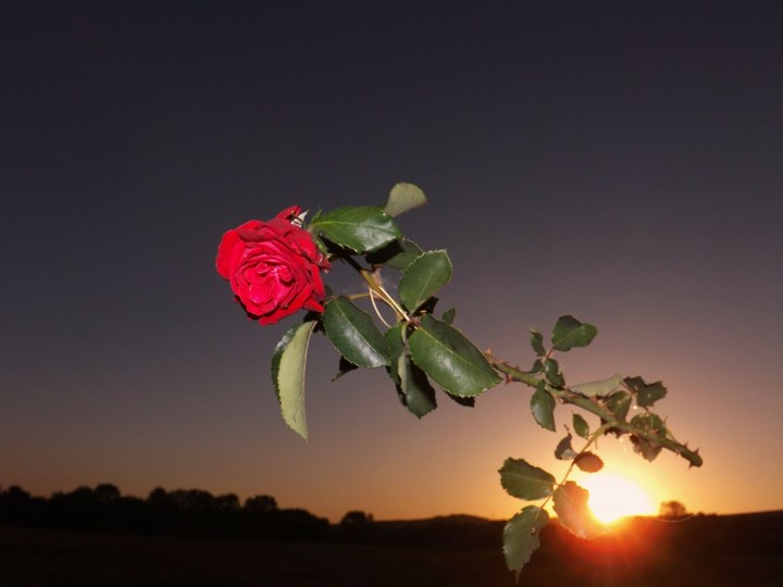 Rose