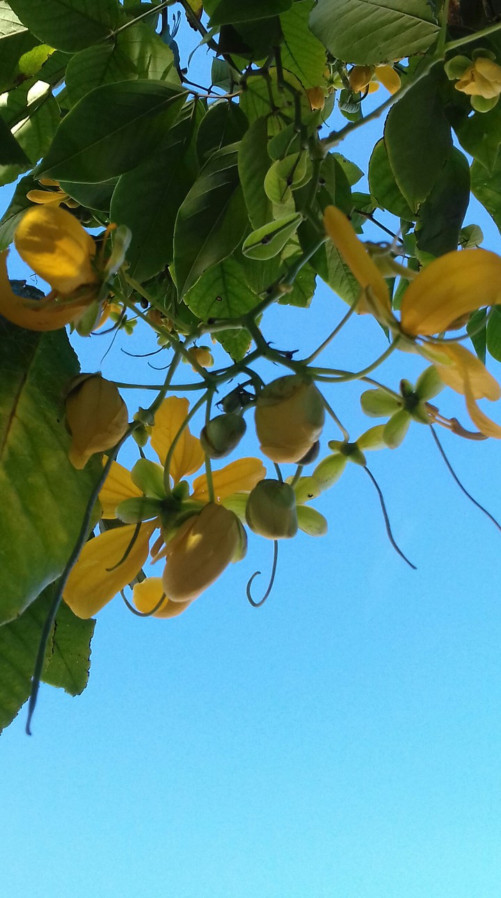 Cassia Fístula
