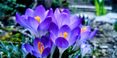 Beautiful blue flower...