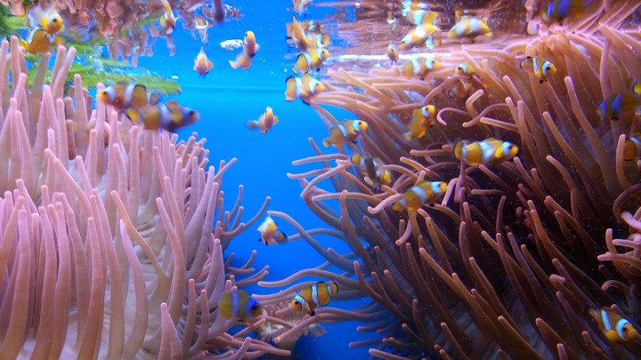 Fishes Nemo