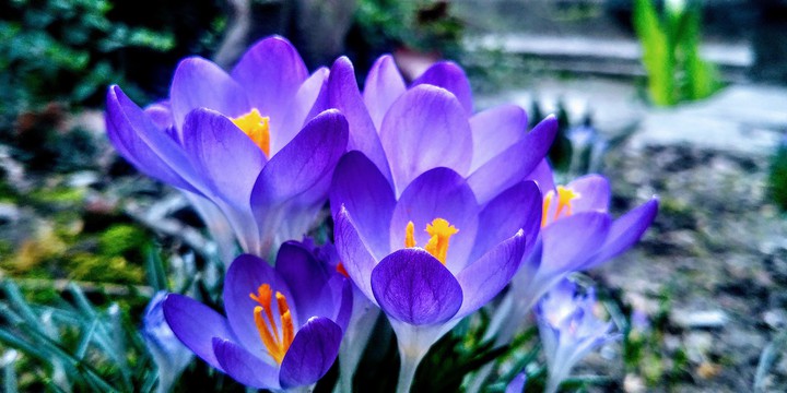 Beautiful blue flower...