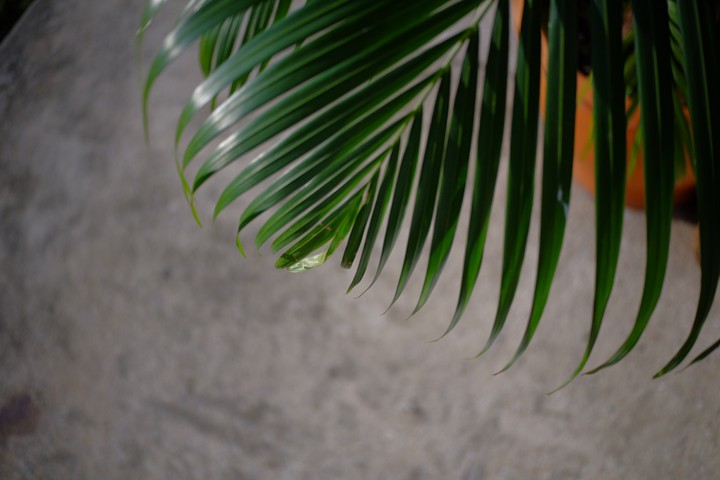 Yellow betel