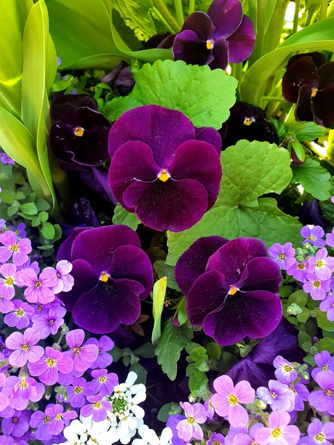 botany, purple wallpapers