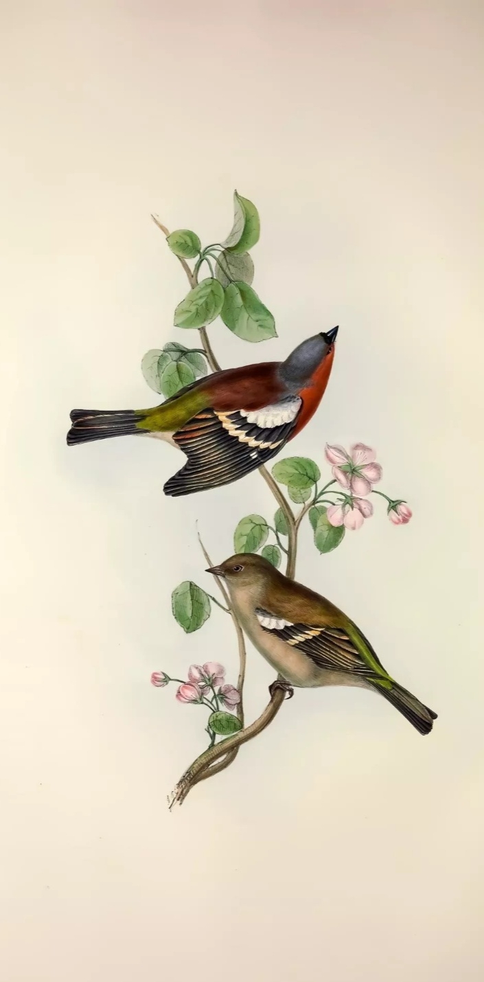 Birds