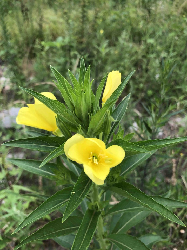 Like yellow flower