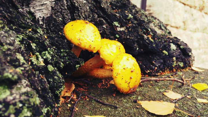 strong yellow