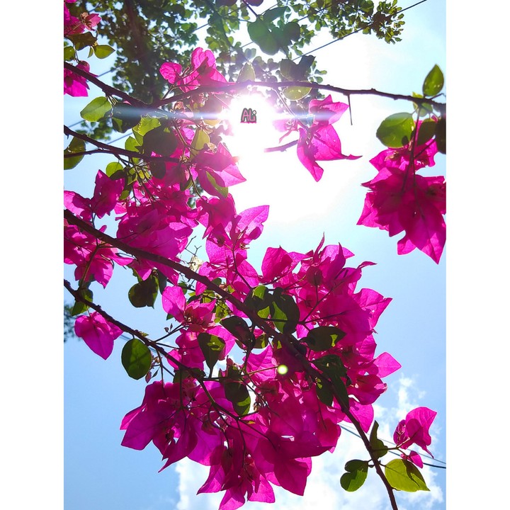 #paper_flower