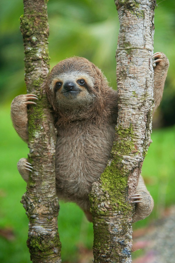 Young Sloth Chilling