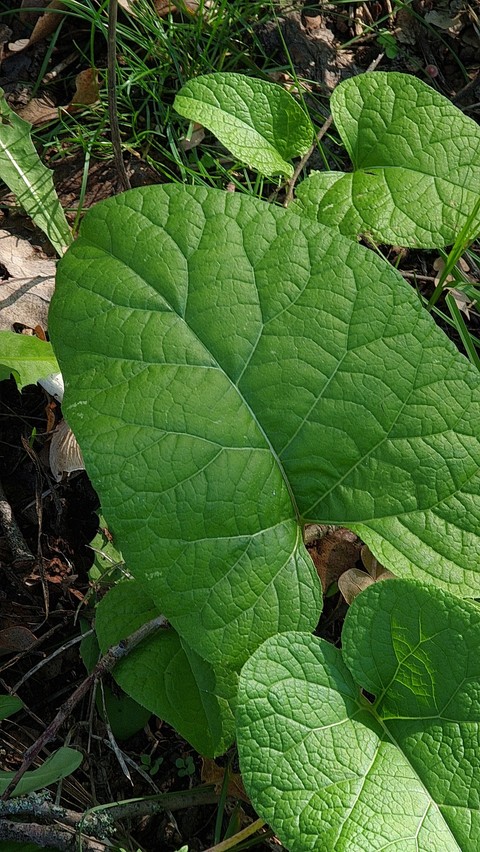 groundcover, subshrub achtergronden
