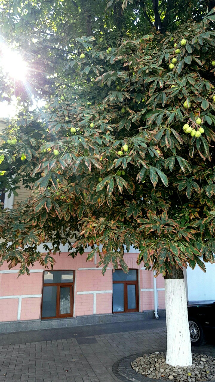 chestnut tree