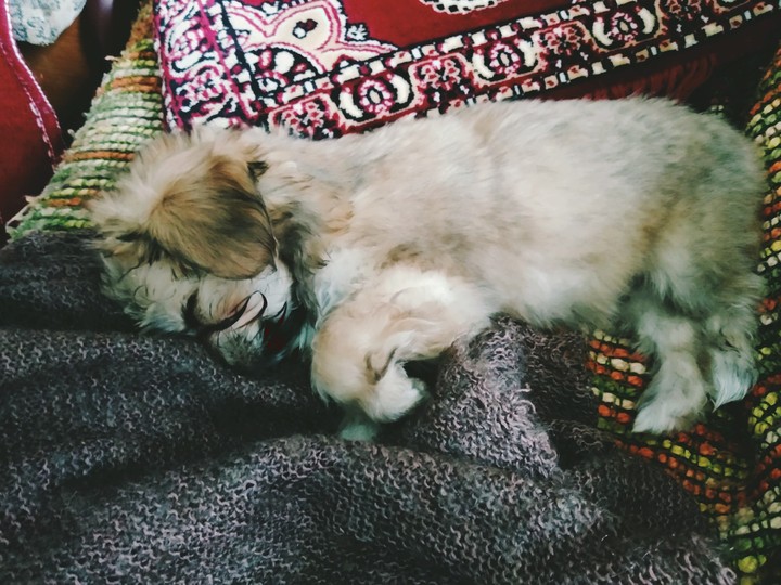 dog