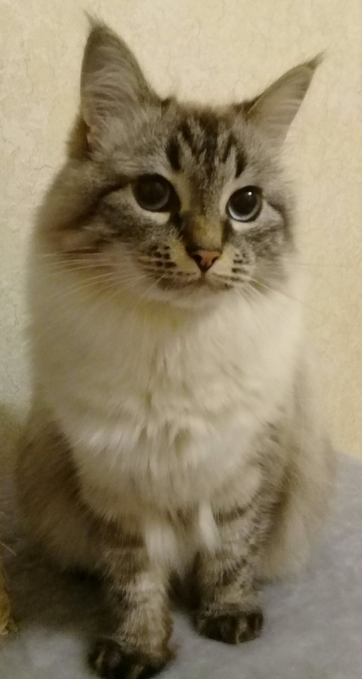the blue-eyed