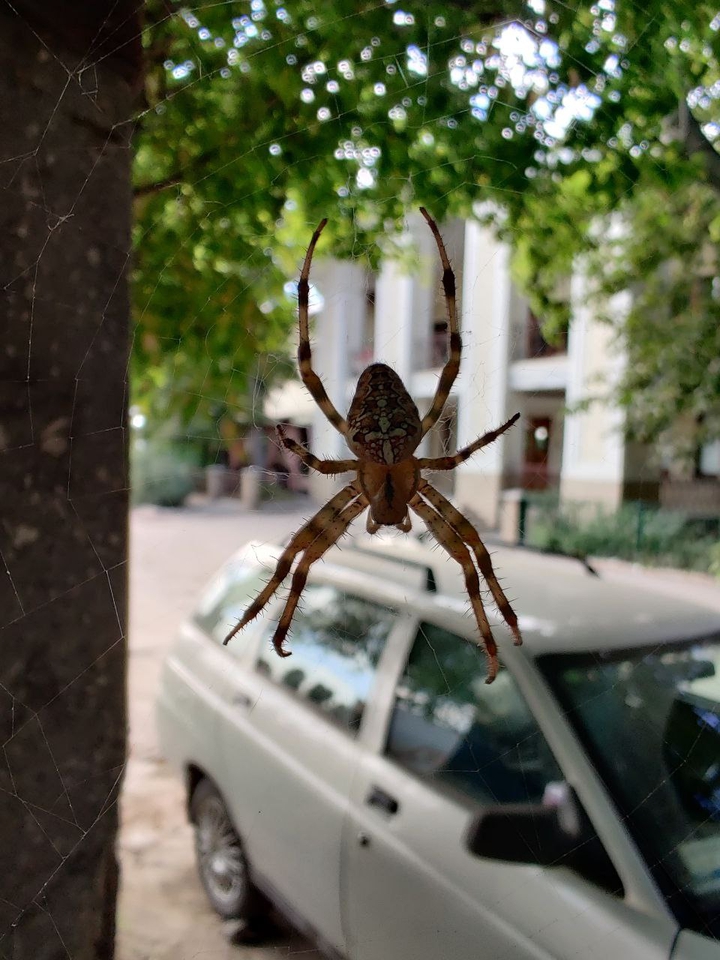паук природа, паутина ,spider nature cobweb