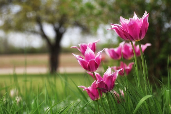 Natureza