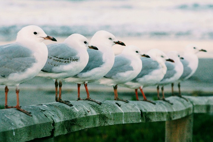 birds