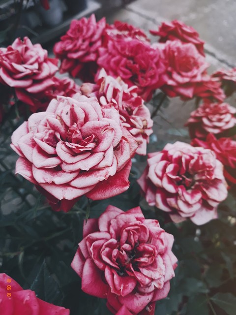 roses