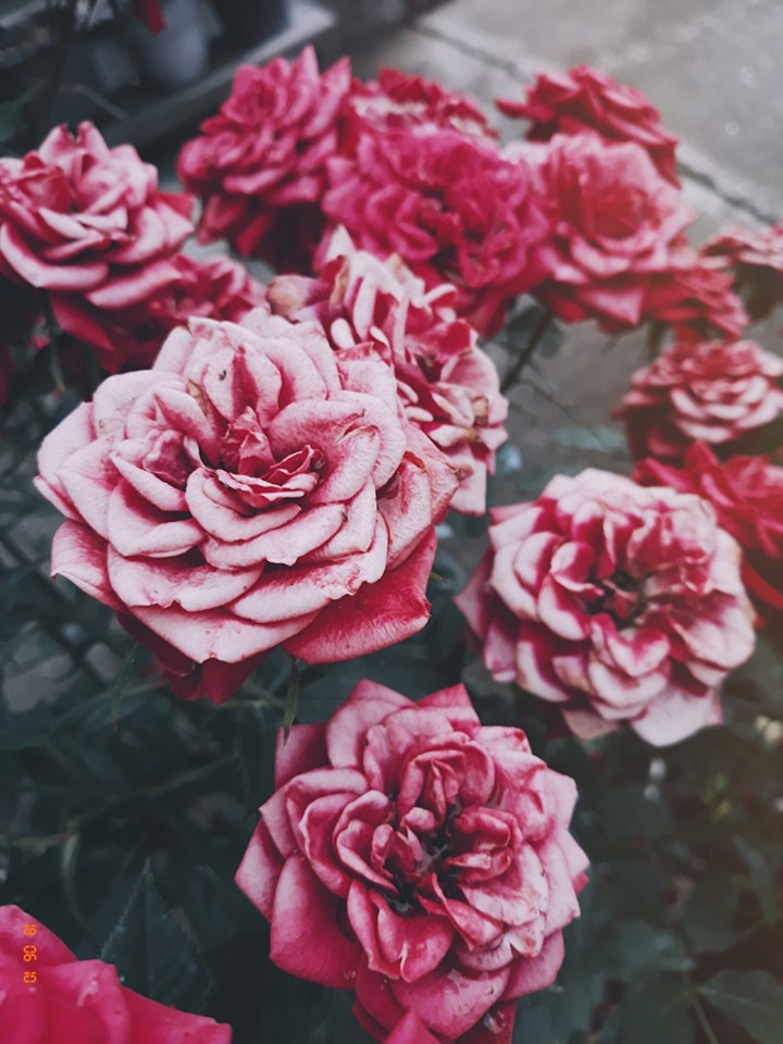 roses