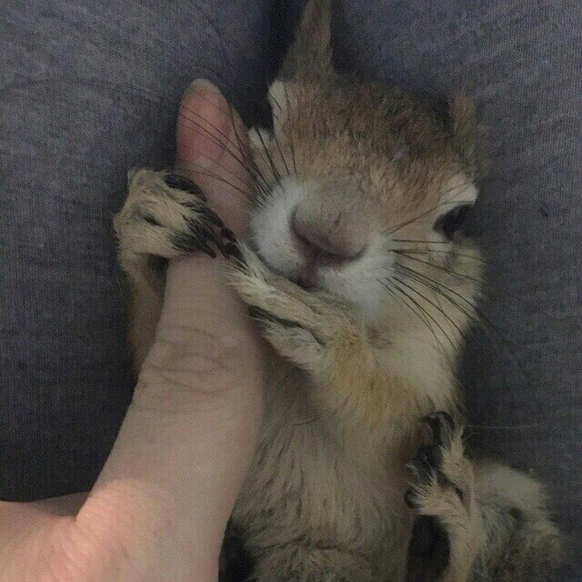 Squirrel