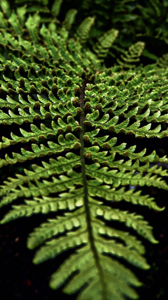 Macro Nature