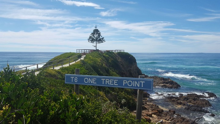 One tree point