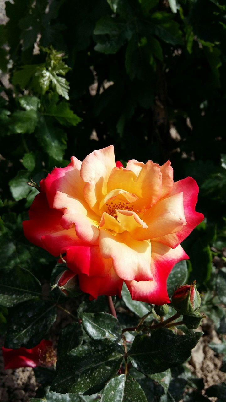 colorful flower