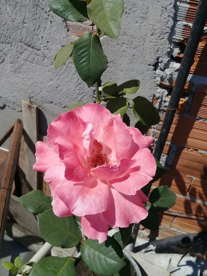 flor do Jardim